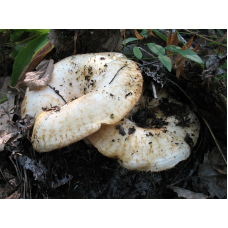 Мицелий Груздя настоящего / Груздь сырой (Lactarius resimus)